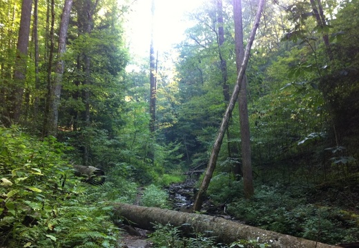 Auxier Ridge, a year after the fire